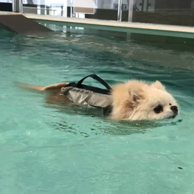 すいえいきょうしつの画像