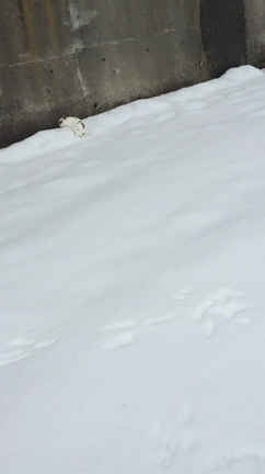 生まれて初めて雪の上に立つ白ウサギの反応②。がむしゃら大賞！の記事動画