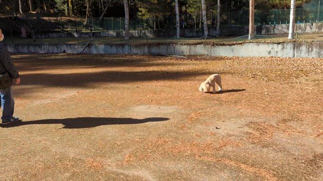 はしゃいだ愛犬の記事動画