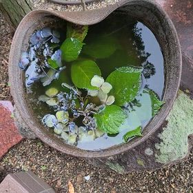 こんばんは。(7月4日)の画像