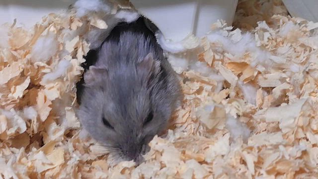 こんばんは最近お弁当上手く作れるの記事動画