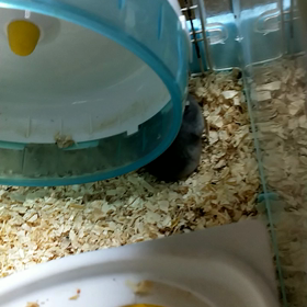 新入り君来たの画像