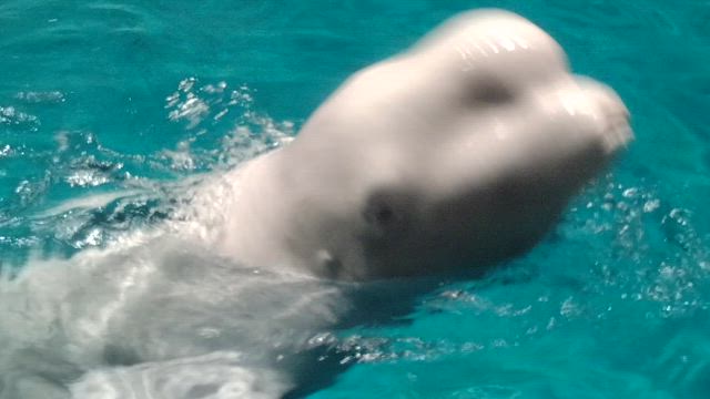 2025.08.07 水族館巡りとロウンセンイルの記事動画