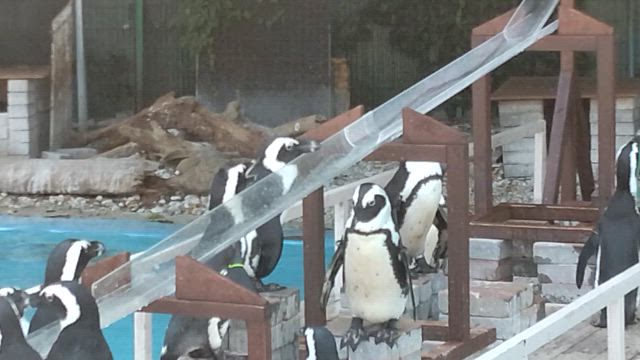2025.08.07 水族館巡りとロウンセンイルの記事動画