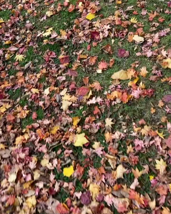 東京も紅葉でイロトリドリとなってきましたの記事動画