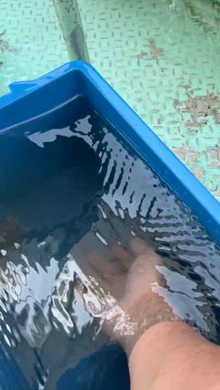 25日 マダコ便 釣果の記事動画