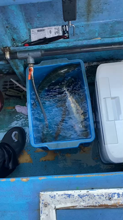 25日 半夜アジメバル便 釣果の記事動画