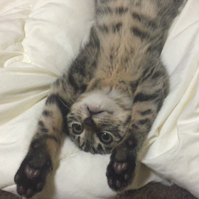 Twitterにての画像