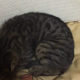 おやすみなさいの儀式の画像
