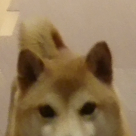 ケツケツwalk❗の画像