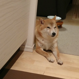 もう限界❗の画像