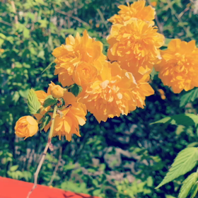 ■静かな午後・山吹の花の画像