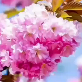 桜動画見て癒やされました。の画像
