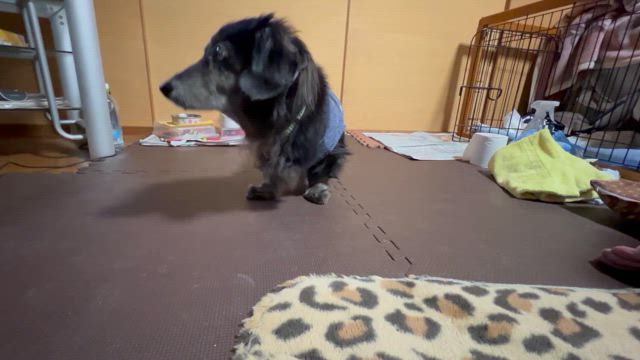 吹雪の日の散歩　秋吉　ヘルニアの記事動画