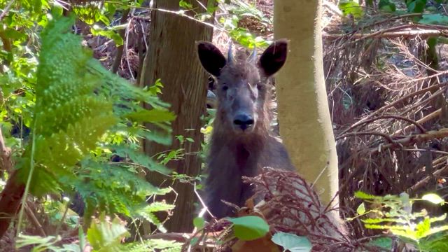 至近距離でニホンカモシカの記事動画