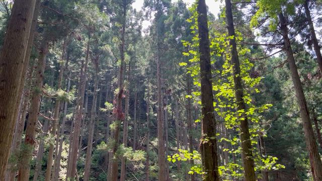3日続けて避暑地(山の中)に　サンコウチョウの記事動画