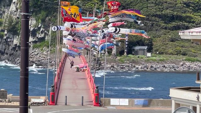 雄島祭り　雄島橋に鯉のぼり　浜大根の群生の記事動画