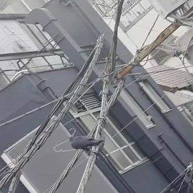 巣作り季節の画像