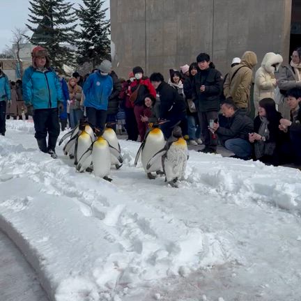 雪の旭山動物園と、旭川のうまいもんの記事動画