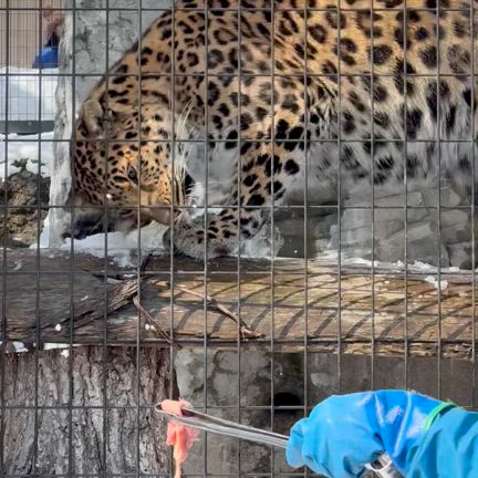 雪の旭山動物園と、旭川のうまいもんの記事動画