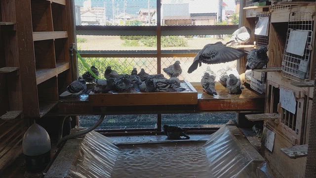 久しぶりの水浴です(*^^*)！観測可能な宇宙の大きさ！台湾にいる日本人を浄化する！サンモニ！の記事動画