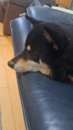 ワンちゃんとも明日までの記事動画