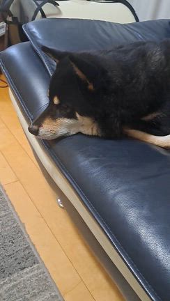 ワンちゃんとも明日までの記事動画