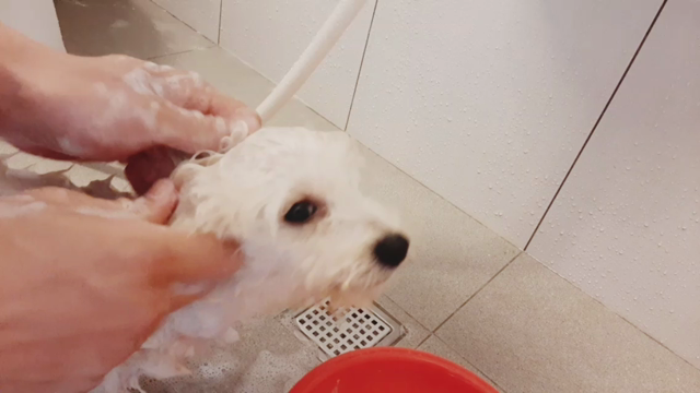 シャワー中♪の記事動画