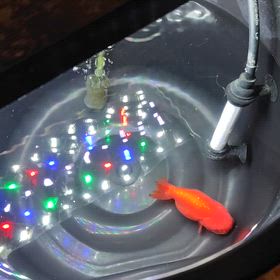 金魚くん　−その3−の画像