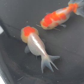 うちの金魚くんの画像