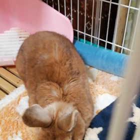 おばあちゃんハンナの画像