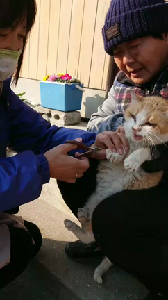 青島猫　島に行ってきました。の記事動画