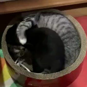 仲良くしてね。の画像