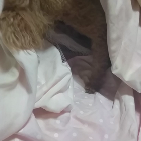 愛犬メロディー君の画像