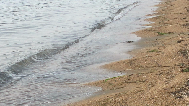 男の浮気と女の浮気の記事動画