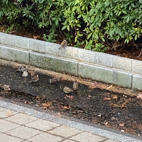 ちゅんちゅんたちの水遊びの画像