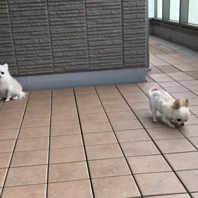 ぴぴ 7ヶ月♪の画像