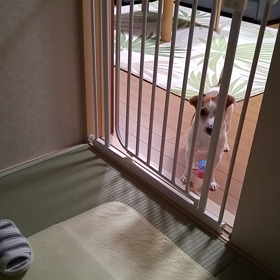 無言のさみしさの画像