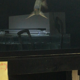 新入り(´ｰ｀)の画像