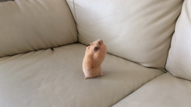 ウェルカムキッズ明日ですの記事動画