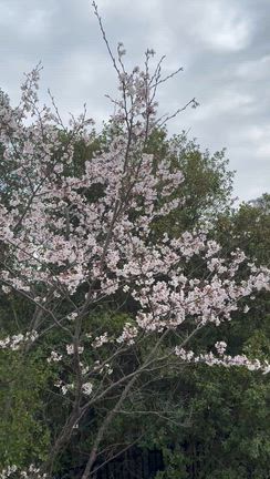 一駅歩いて桜を！の記事動画
