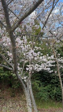 桜の見頃は過ぎていましたが。の記事動画