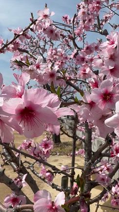アーモンドの開花！の記事動画