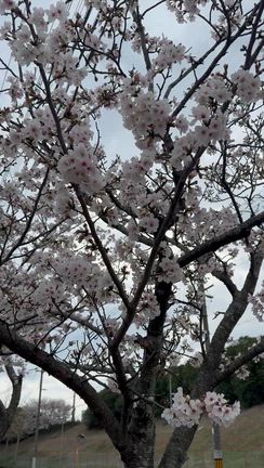 一駅歩いて桜を！の記事動画