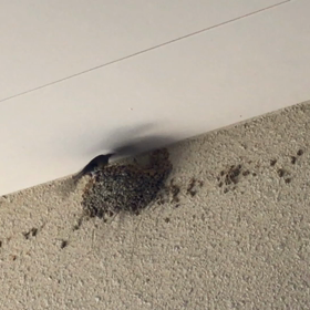 雛達の巣立ちの画像