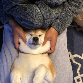 感謝の気持ちペロリの画像