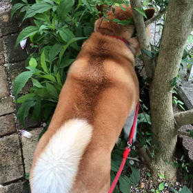 欅の画像