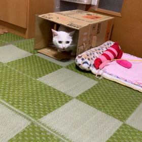 ホントに難しい… （前半）の画像