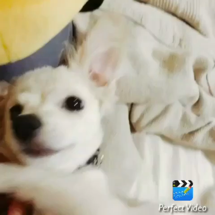 ワンコ日報の記事動画