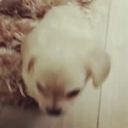 ワンコの記事動画